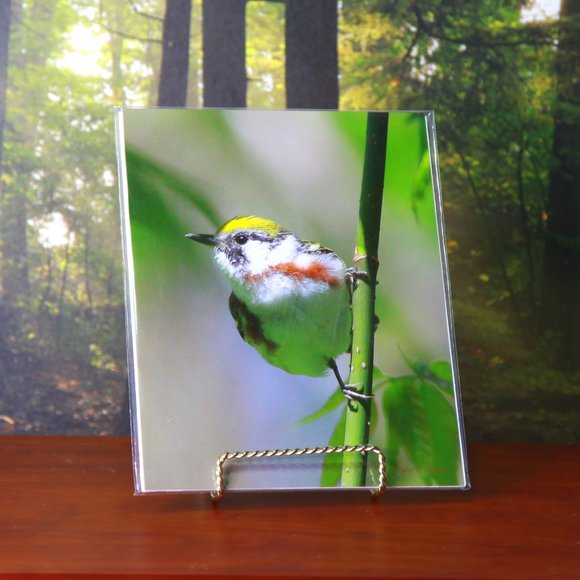 Beautiful Bird Set of a Palm Warbler & Chestnut Sided Warbler - Picture 5 of 7